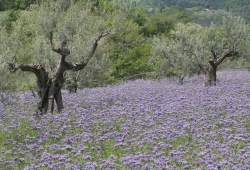 Fioritura di facelia