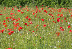 Campo di papaveri