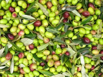 Olio extra vergine di oliva da agricoltura biologica